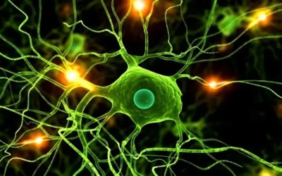 Intrathecally synthesized IgG1/CXCL10 axis is a potential predictor of multiple sclerosis activity